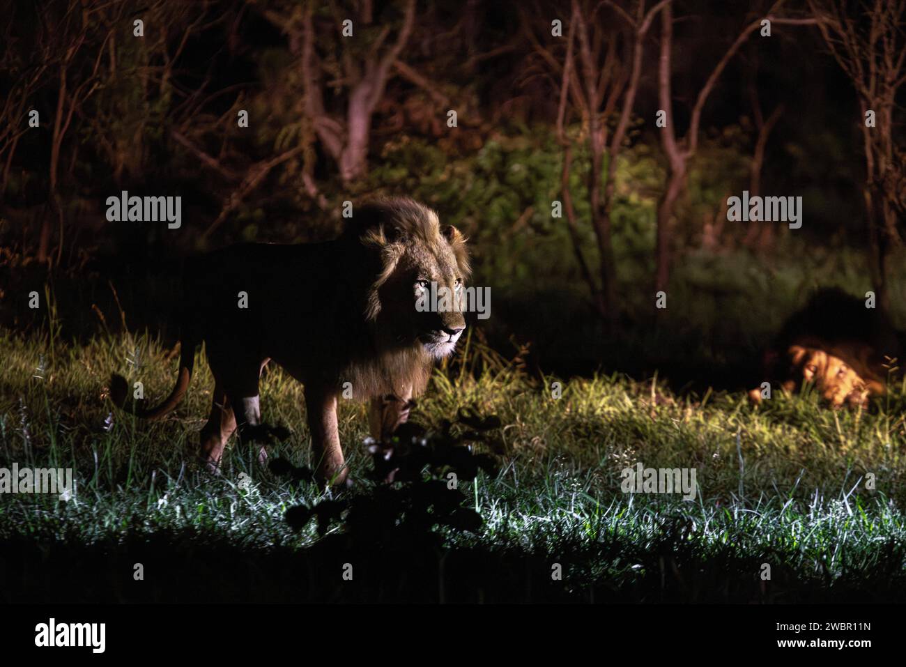 Lion mâle illuminé avec un projecteur la nuit avec un mâle soumis en arrière-plan Banque D'Images