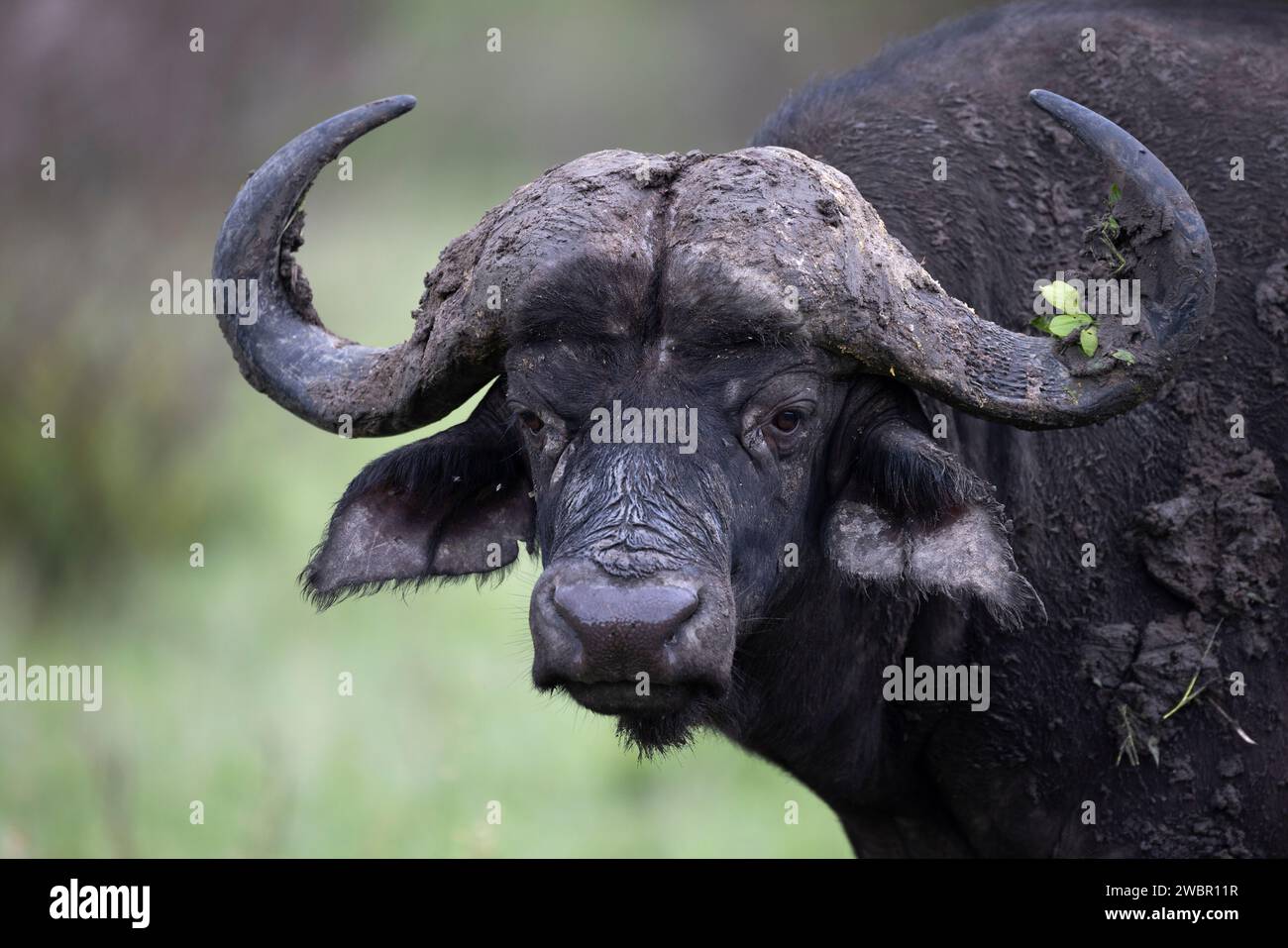 Portrait photo d'un taureau buffle africain (Syncerus caffer) avec de la boue et quelques feuilles sur sa corne Banque D'Images