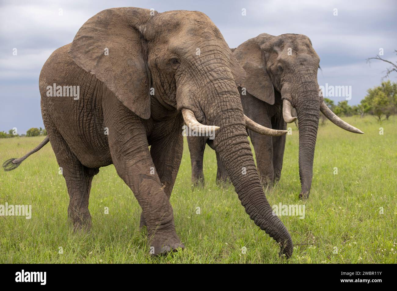 Deux taureaux éléphants matures (Loxodonta africana) se nourrissant dans une prairie sous un ciel couvert Banque D'Images