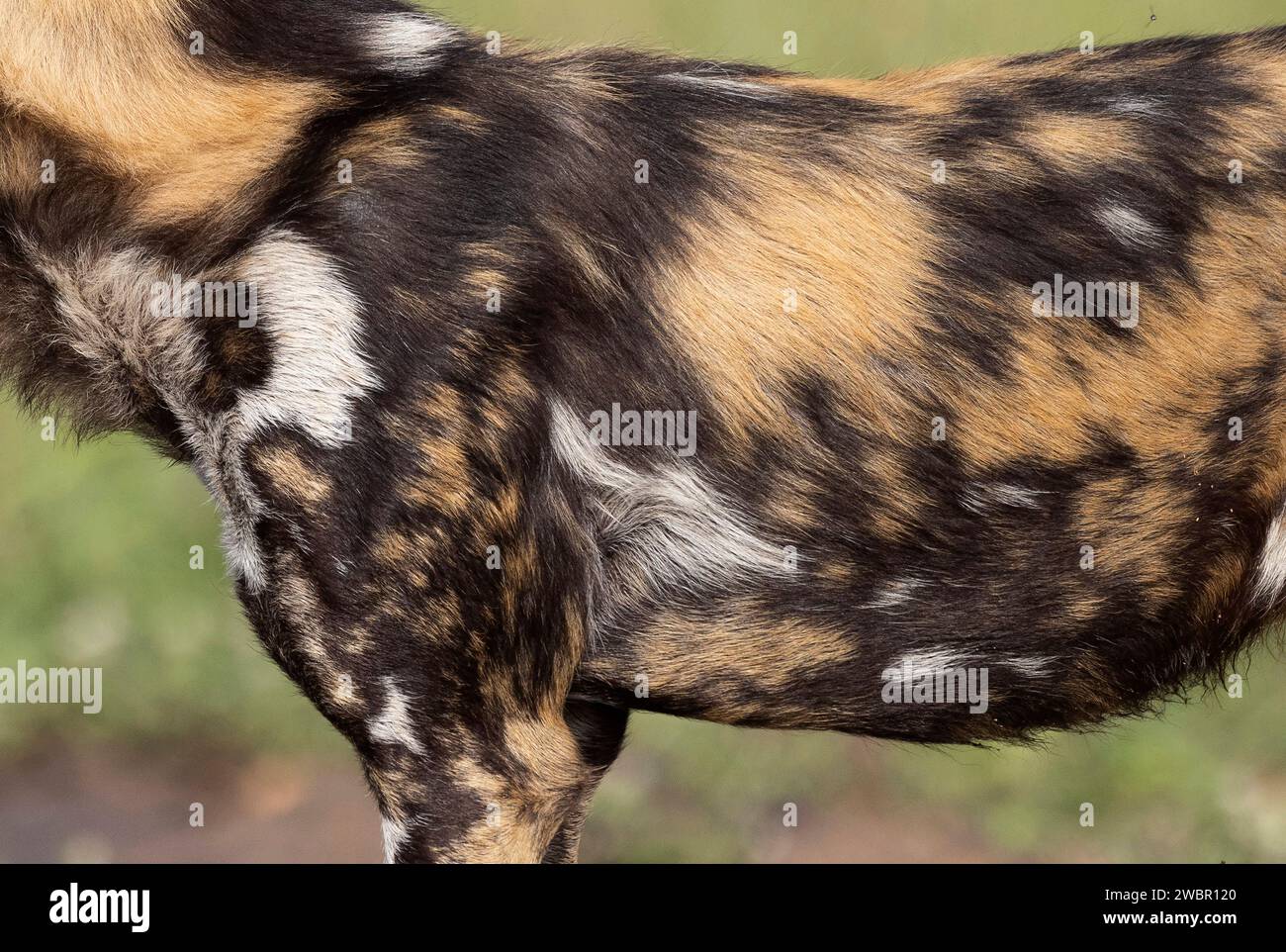 Vue rapprochée du flanc et de l'épaule d'un chien sauvage africain (Lycaon pictus) montrant des marques typiques sur la fourrure Banque D'Images