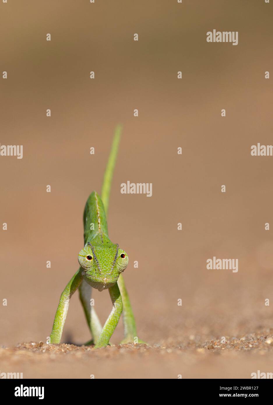 Vue frontale d'un caméléon à col lambeau marchant sur un sol dégagé - les deux yeux regardant vers l'avant Banque D'Images