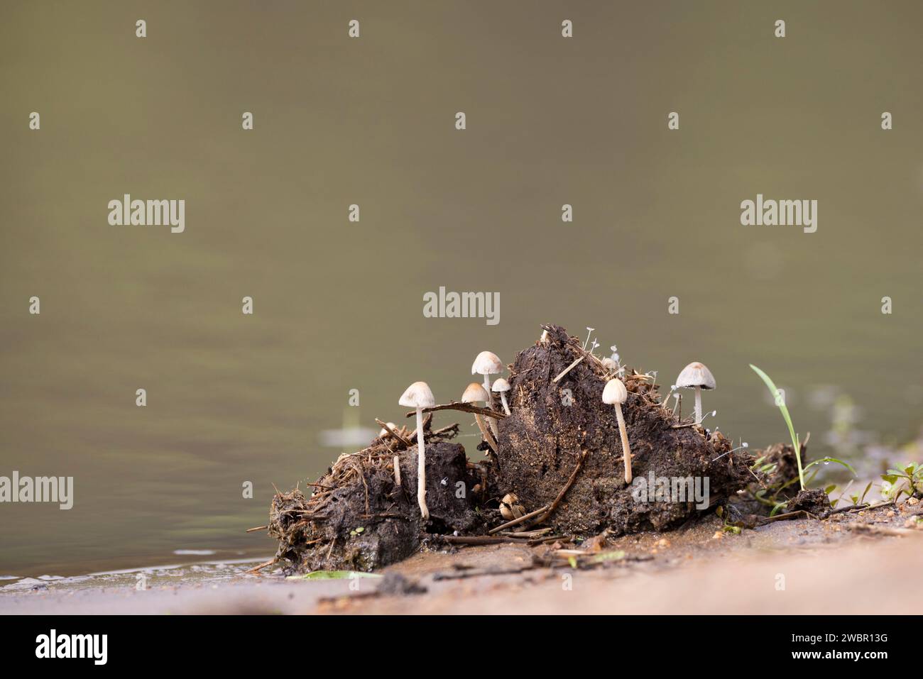 Champignons et champignons poussant dans une bouse d'éléphant en décomposition Banque D'Images