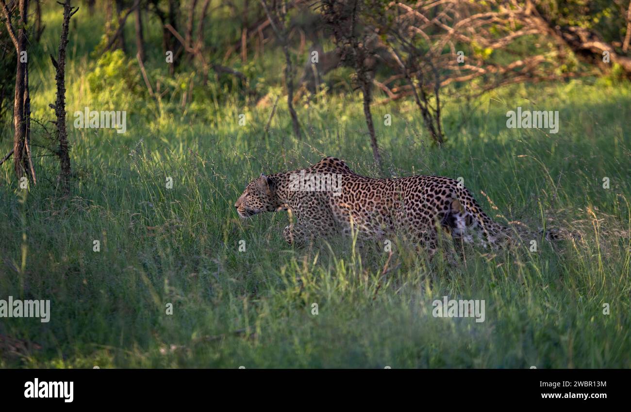 Léopard mâle adulte traquant une proie dans une forêt de bushveld Banque D'Images
