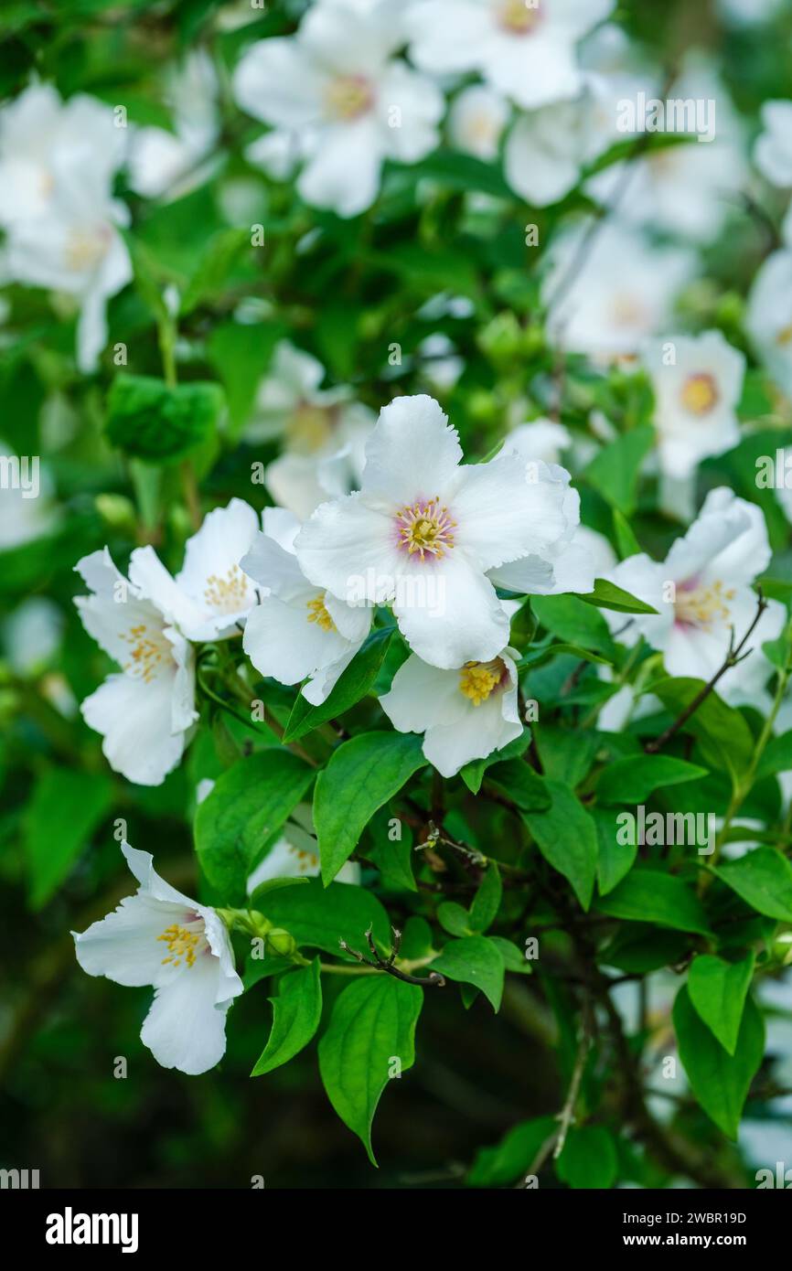 Philadelphus Belle étoile, faux orange Belle Etoile, fleurs blanches uniques teintées de violet au centre, Banque D'Images