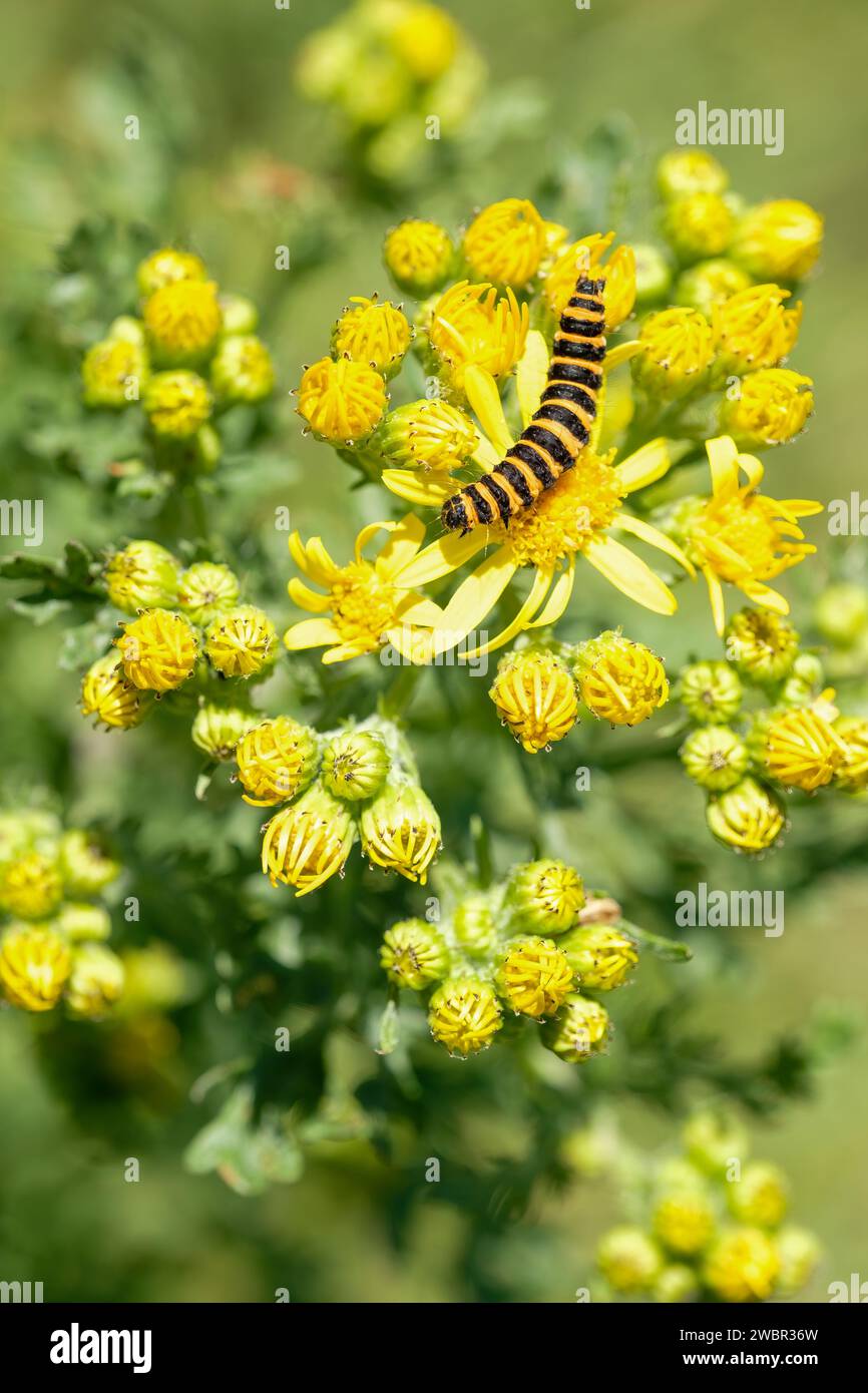 Motte du cinabre (Tyria jacobaeae) chenille se nourrissant d'amarrage (Senecio jacobaea) Banque D'Images