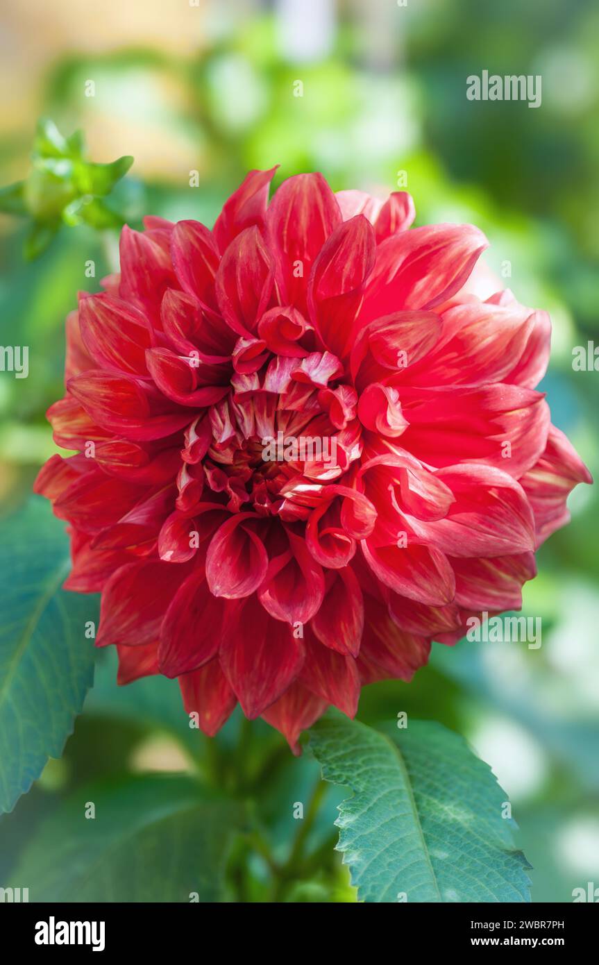 Gros plan d'une fleur de dahlia orange vibrante présentant ses pétales délicats dans les moindres détails. Parfait pour les projets et les designs sur le thème de la nature. Banque D'Images