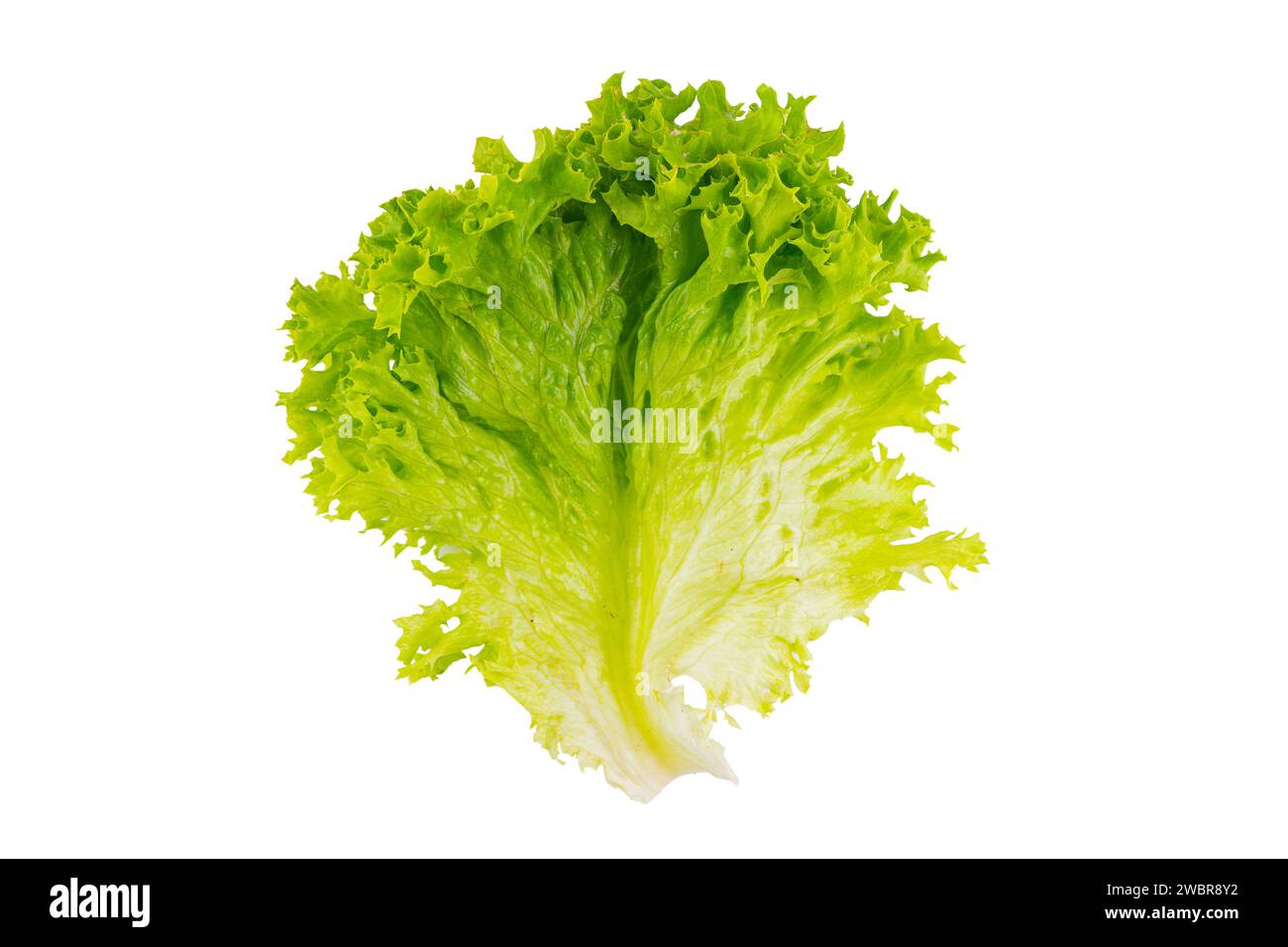 Salade biologique de laitue, légume hydroponique vert frais isolé sur fond blanc. Feuille de salade en gros plan. Nourriture végétarienne, mode de vie sain Banque D'Images