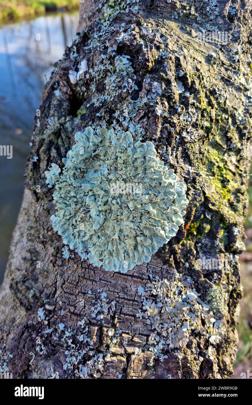 Lichen greenshield commun (Flavoparmelia caperata) sur le tronc de bouleau argenté (Betula pendula) Banque D'Images