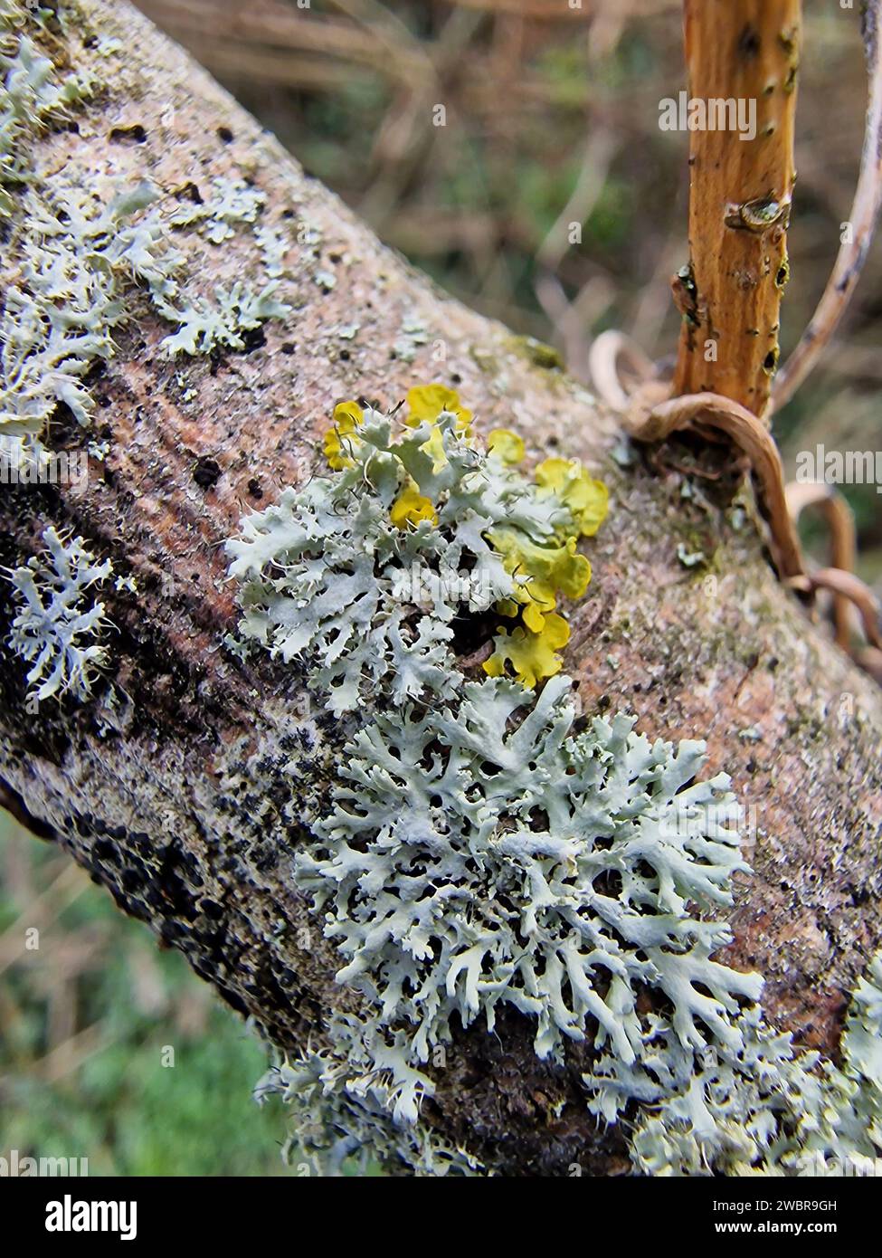 Lichen Physcia tenella sur poteau en bois Banque D'Images