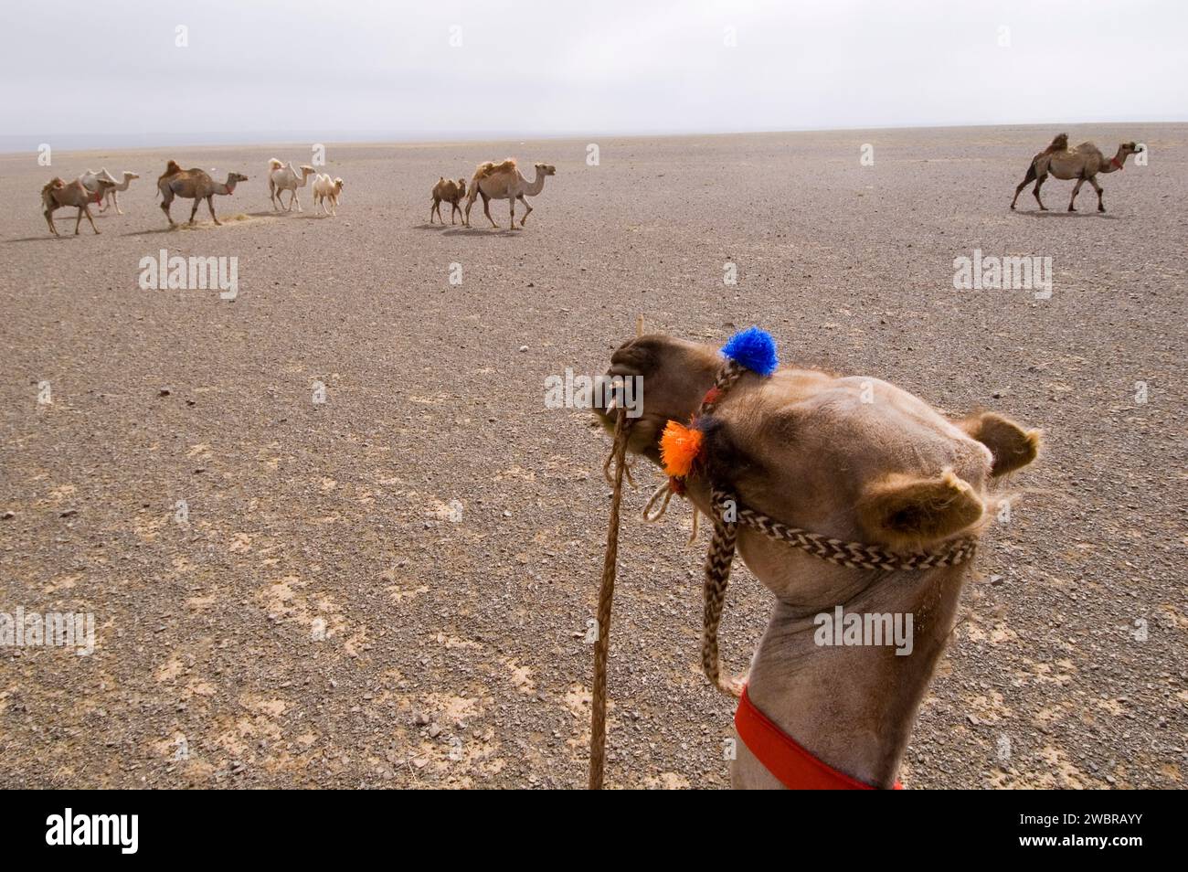 Chameaux de Bactriane, désert de Gobi, Mongolie Banque D'Images