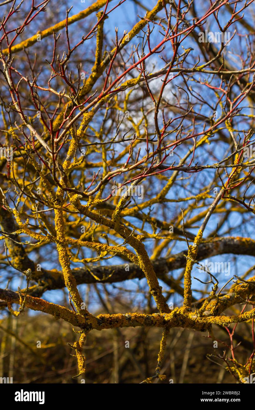 Xanthoria parietina lichen orange commun, échelle jaune, lichen solaire maritime et lichen de rivage sur l'écorce de branche d'arbre. Branche fine sèche avec ora Banque D'Images