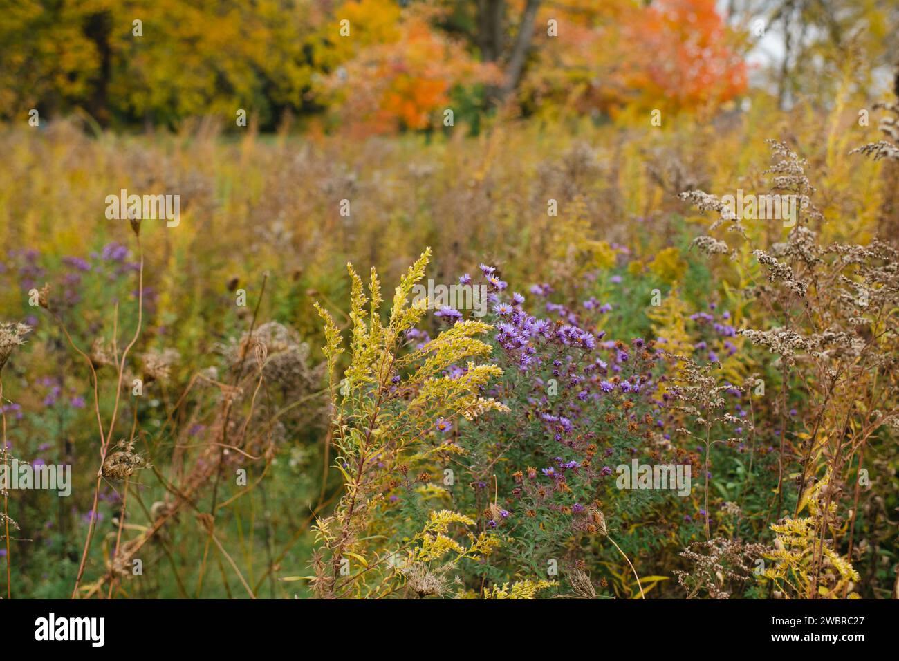 Paysage d'automne avec des fleurs d'aster, de l'herbe beige et des feuilles d'automne Banque D'Images