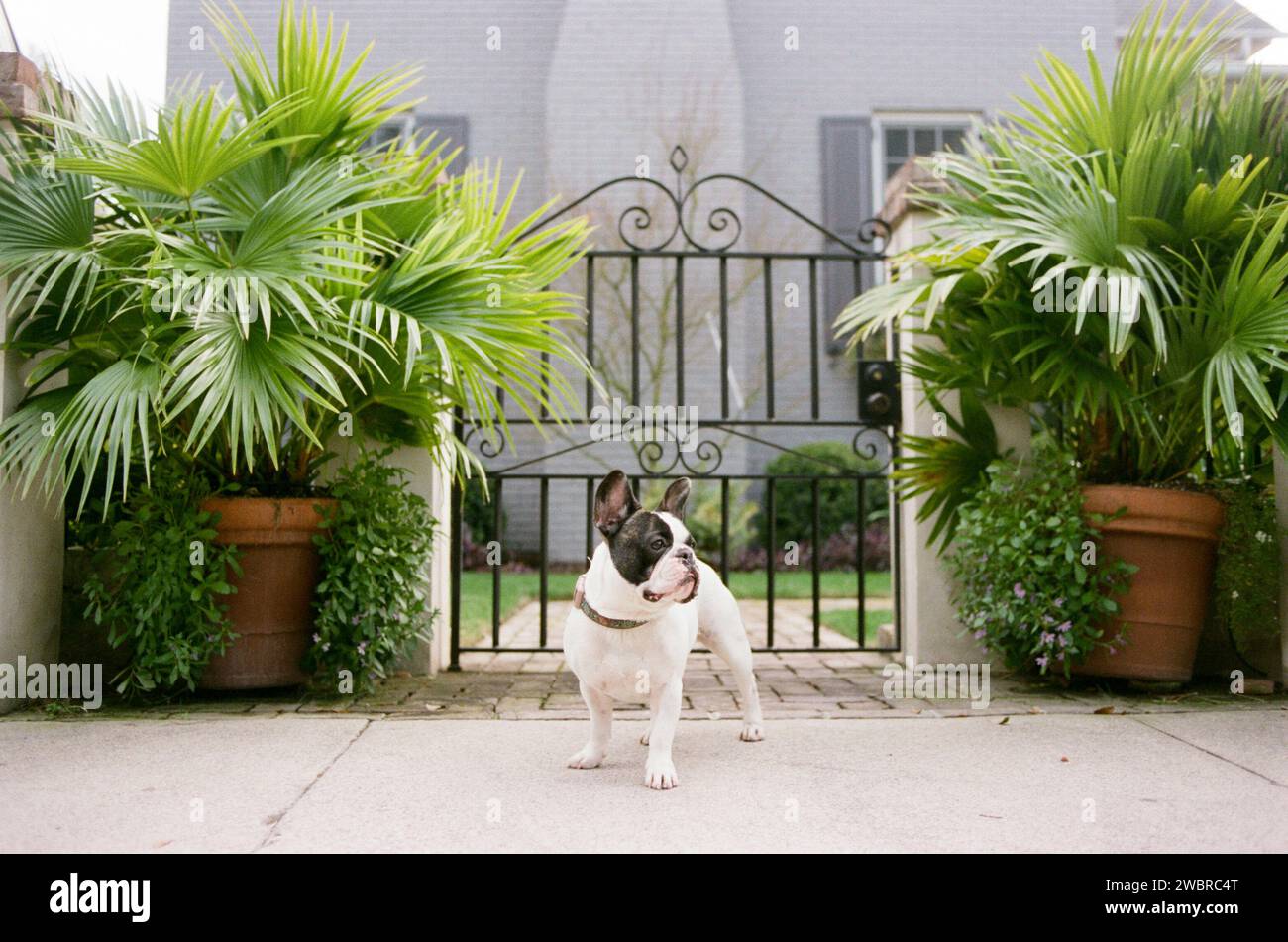 Chiens de Lowcountry appréciant la vie de Caroline du Sud Banque D'Images