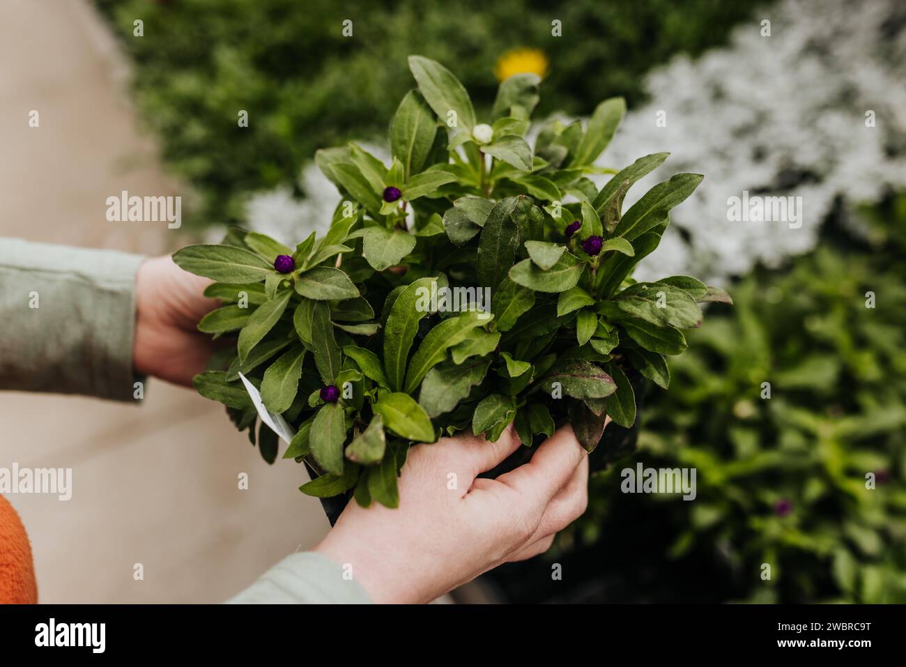 gros plan de la femme tenant la plante avec des feuilles vertes et des bourgeons violets Banque D'Images