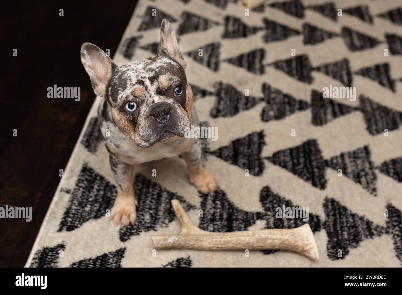 taureau français tacheté avec un os sur un tapis Banque D'Images taureau français tacheté avec un os sur un tapis Banque D'Images