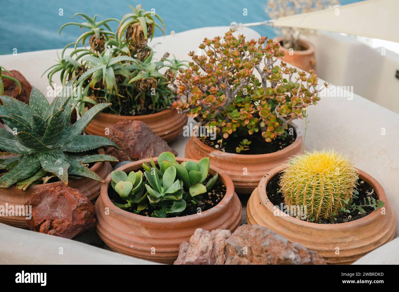 Cactus et plantes succulentes dans des pots en terre cuite sur le balcon Banque D'Images