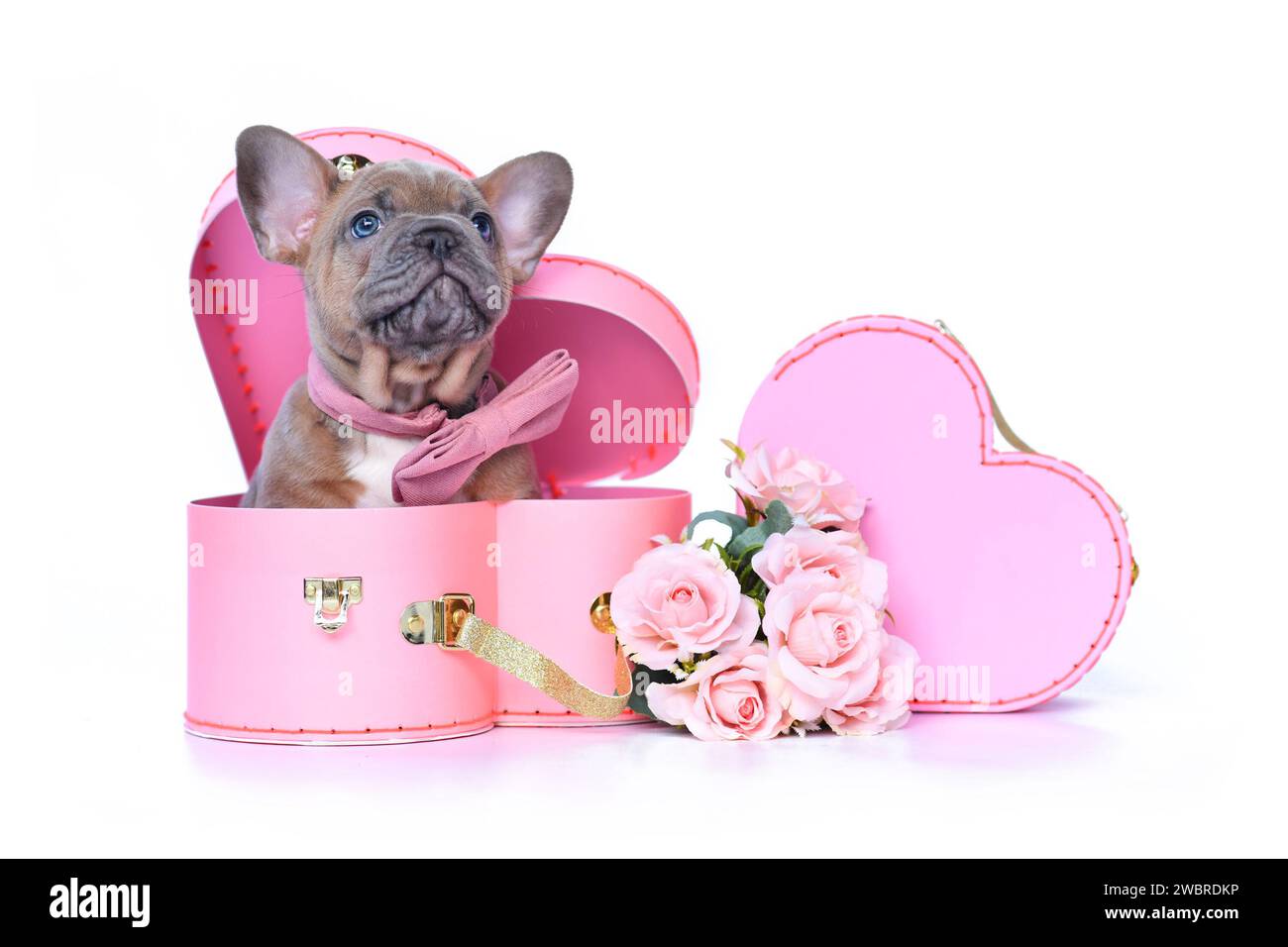 Mignon chien Bulldog français chiot avec noeud papillon dans la boîte de coffre de Saint-Valentin en forme de coeur rose sur fond blanc Banque D'Images