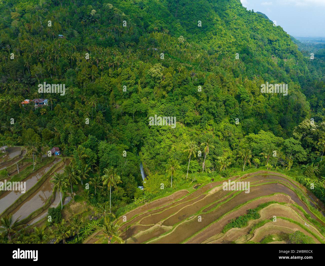 Vue aérienne des rizières en terrasses à Bali près de Sekumpul Waterfall, Indonésie Banque D'Images