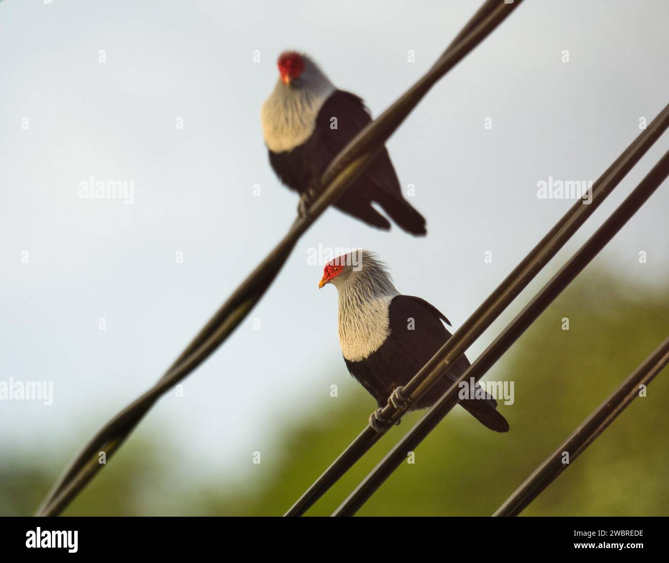 Seychelles endémique pigeons bleus sur des câbles électriques dans la soirée Banque D'Images