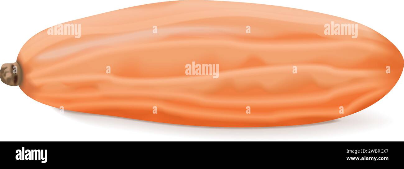 Pink Jumbo Banana squash citrouille d'hiver. Cucurbita maxima. Fruits et légumes. Illustration vectorielle isolée. Illustration de Vecteur