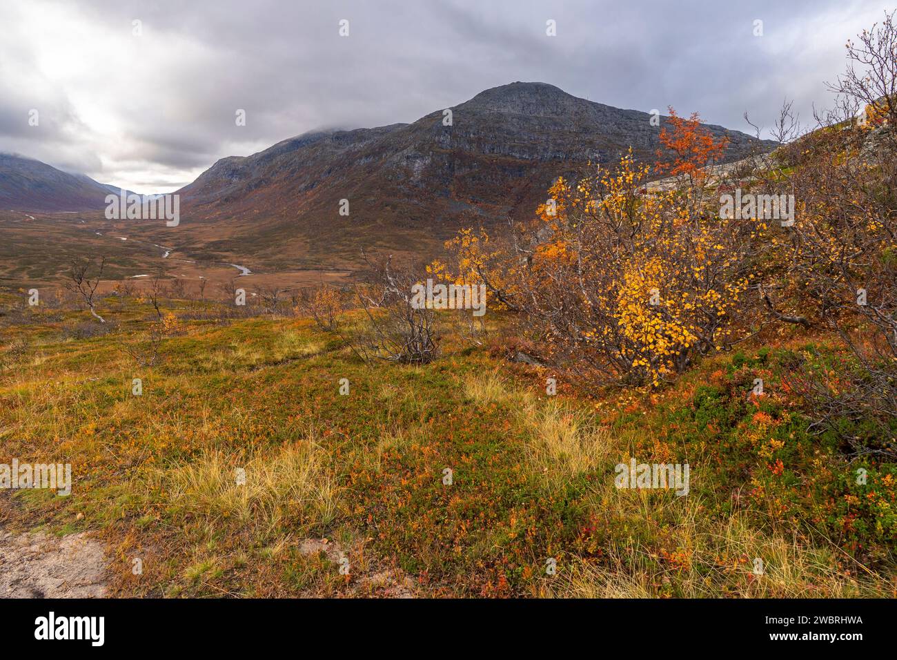Sich krümmende Birken in den Bergen von Kvaløya, Norvégien. gelb und orange gefärbte Bäume im Herbst in einem Hochtal, rote gelbe und Grüne Pflanzen Banque D'Images