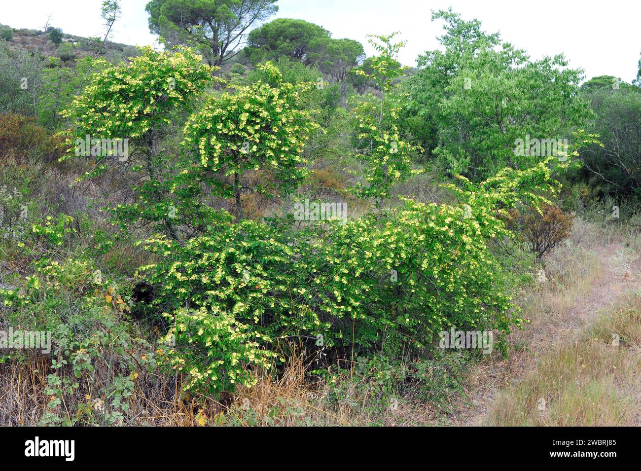 L'épine du Christ (Paliurus spina-christi) est un arbuste à feuilles caduques originaire du bassin méditerranéen et de l'Asie centrale. Cette photo a été prise à la Albera, Gérone Banque D'Images