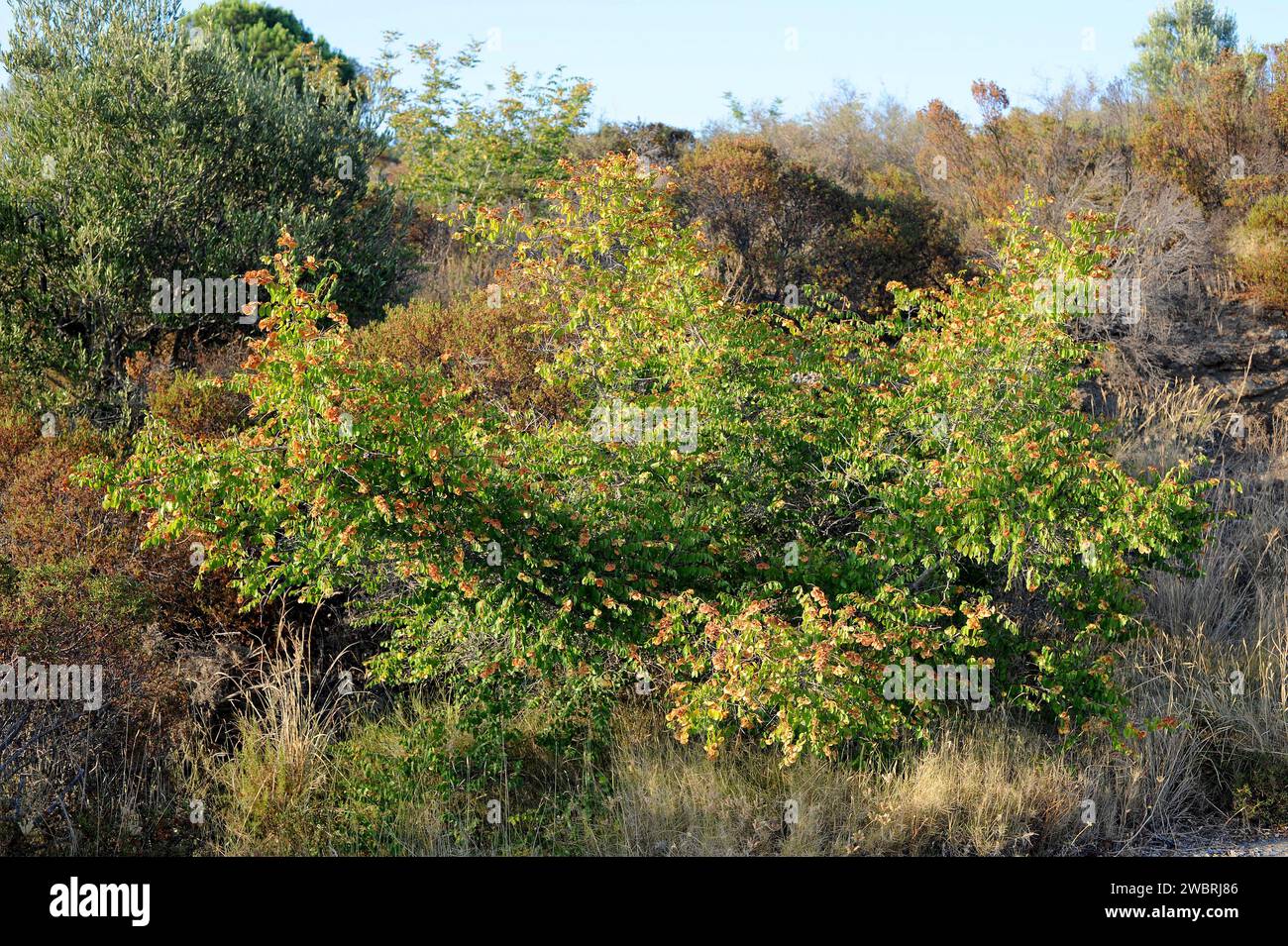 L'épine du Christ (Paliurus spina-christi) est un arbuste à feuilles caduques originaire du bassin méditerranéen et de l'Asie centrale. Cette photo a été prise à la Albera Natural Banque D'Images