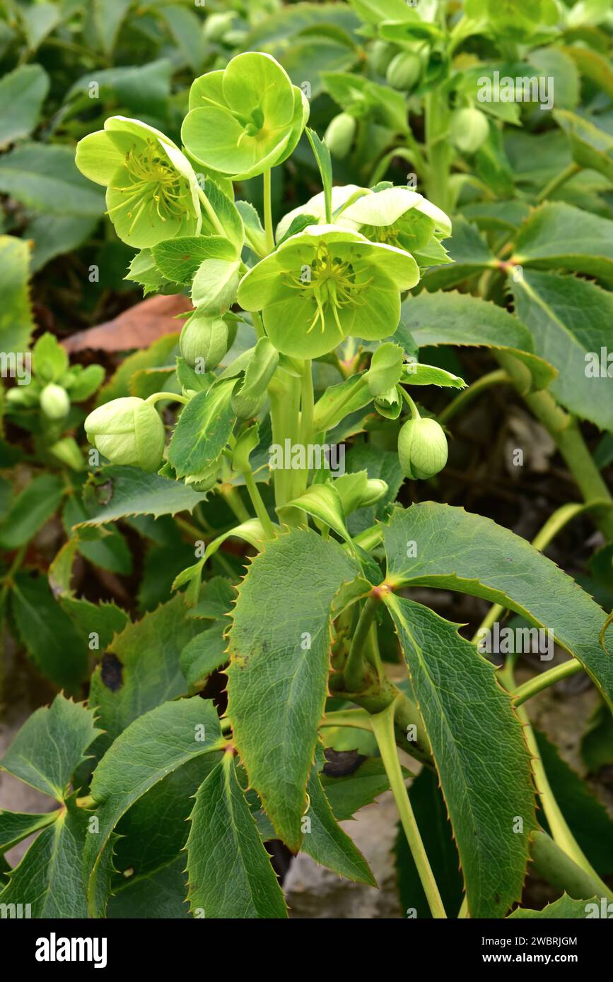 L'hellébore Corse (Helleborus lividus corsicus) est une plante vivace endémique à la Corse, en France. Fleurs et feuilles. Banque D'Images