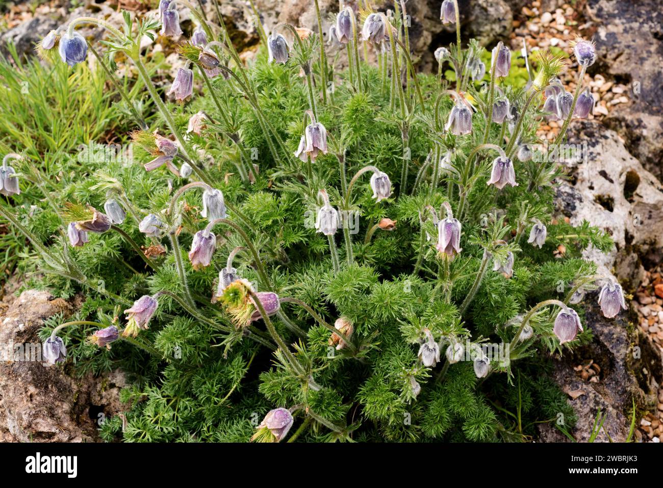 L'anémone du Caucase (Pulsatilla violacea) est une plante vivace originaire du Caucase. Banque D'Images