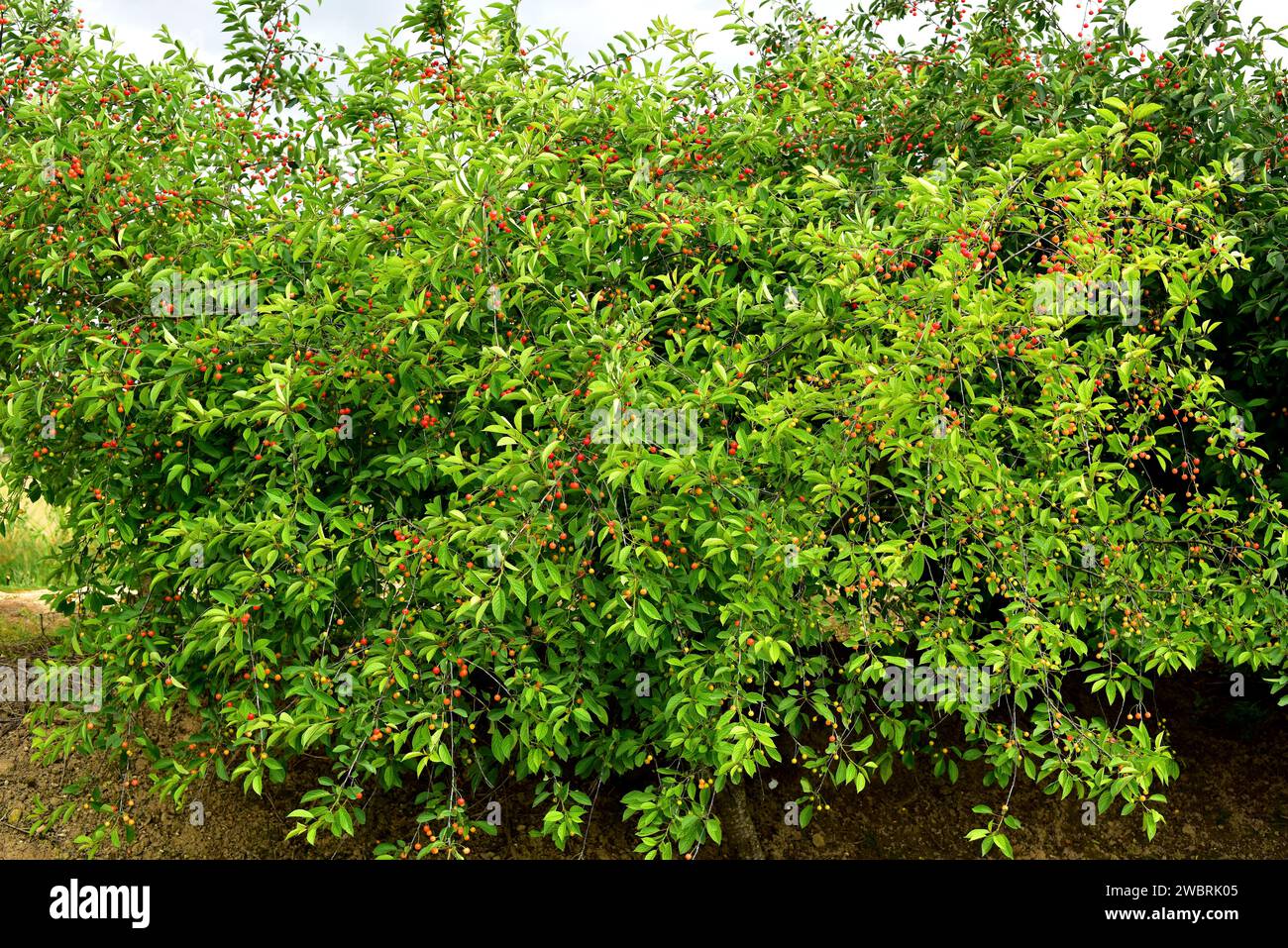 La cerise aigre (Prunus cerasus) est un arbuste à feuilles caduques originaire d'Europe et d'Asie occidentale. Ses fruits (drupes) sont comestibles mais plus acides que la cerise douce Banque D'Images