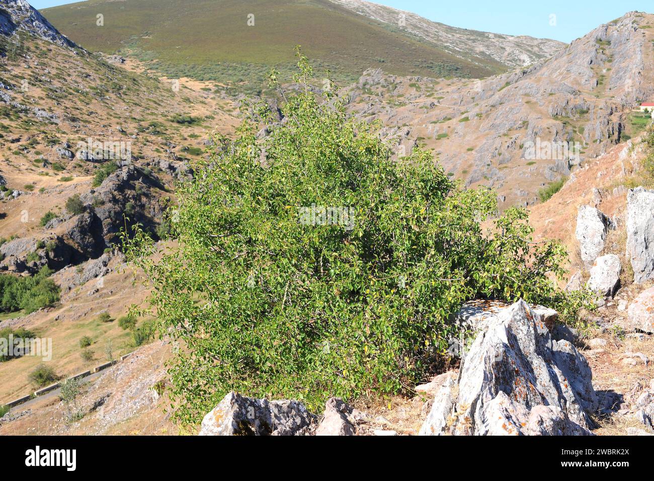 St. Le cerisier de Lucie (Prunus mahaleb ou Cerasus mahaleb) est un arbuste à feuilles caduques ou un petit arbre originaire du bassin méditerranéen. Ses graines nous fournissent une essence Banque D'Images