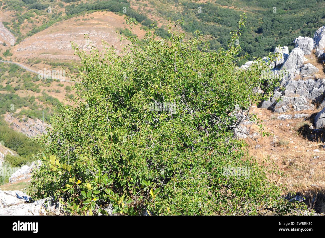 St. Le cerisier de Lucie (Prunus mahaleb) est un arbuste à feuilles caduques ou un petit arbre originaire du bassin méditerranéen. Ses graines fournissent une essence utilisée pour la cuisson. THI Banque D'Images