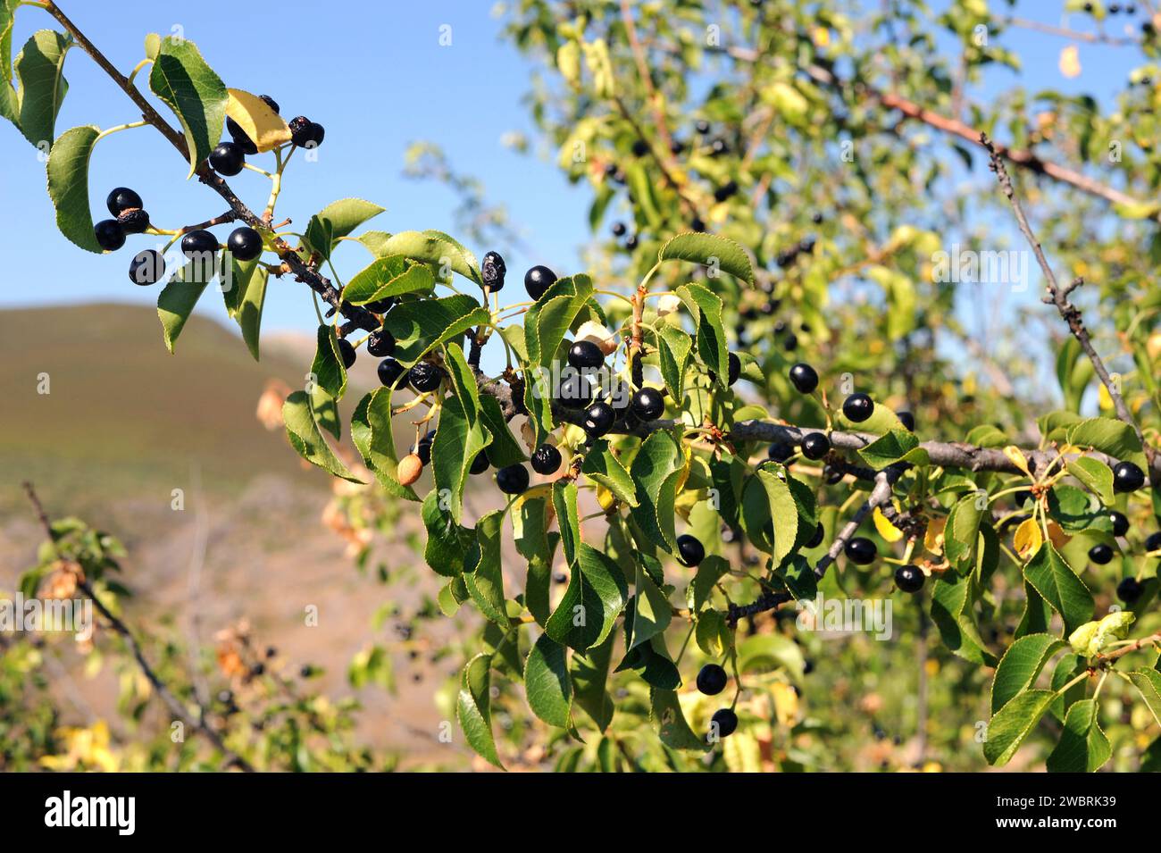 St. Le cerisier de Lucie (Prunus mahaleb) est un arbuste à feuilles caduques ou un petit arbre originaire du bassin méditerranéen. Ses graines fournissent une essence utilisée pour la cuisson. Mat Banque D'Images