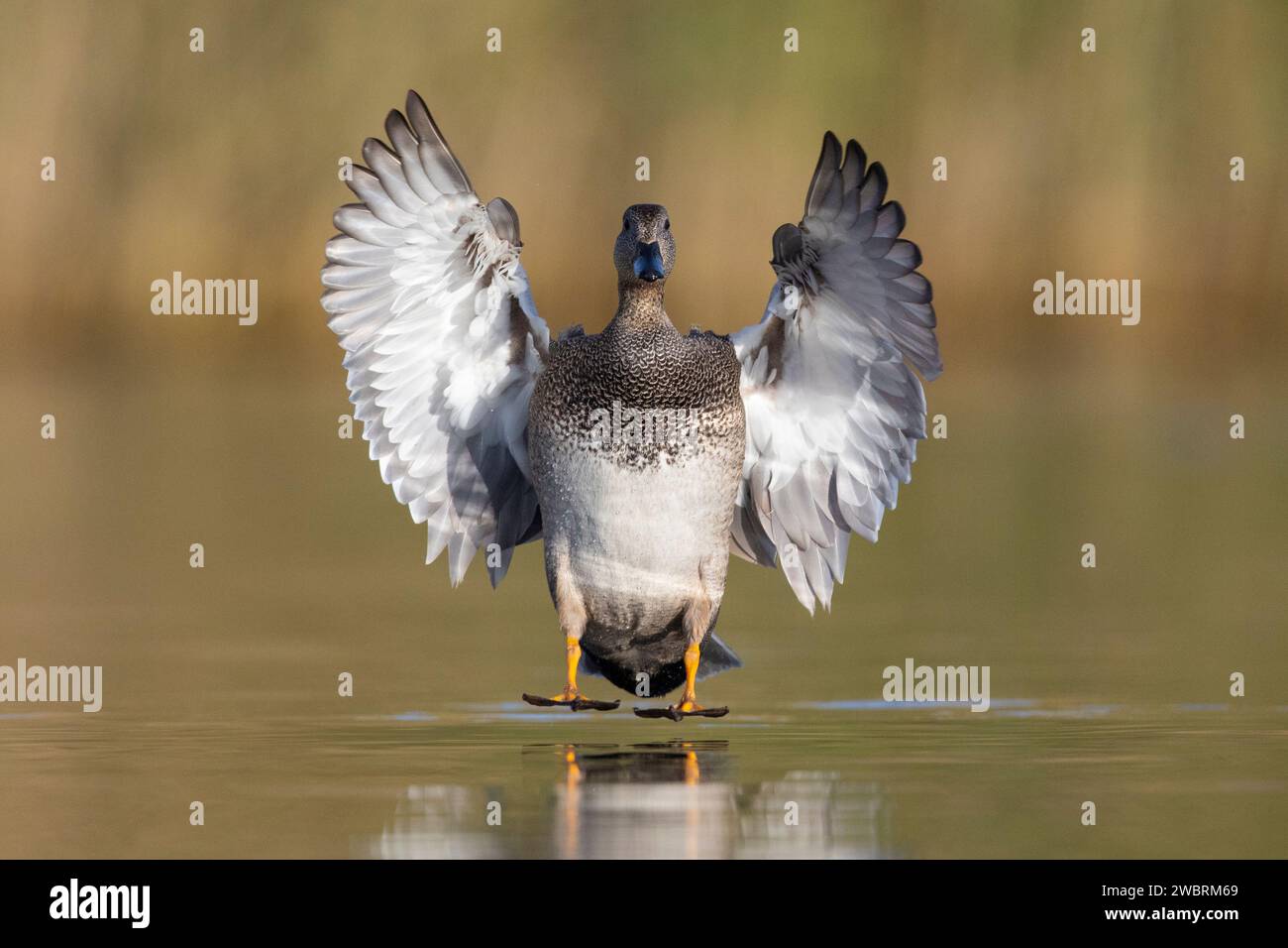 Gadwall (Mareca strepera), vue de face d'un vol de maléin adulte, Campanie, Italie Banque D'Images