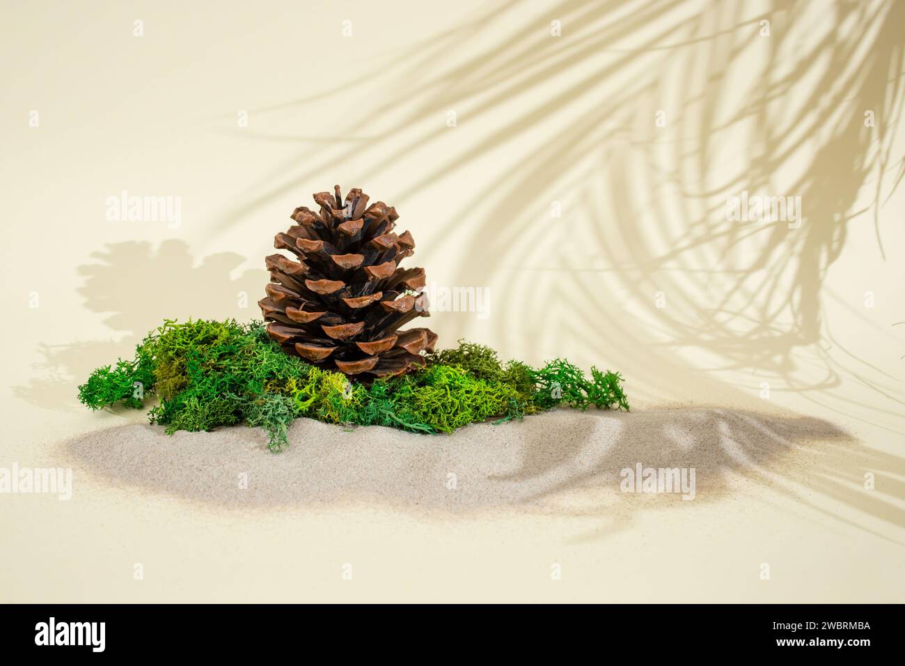 Lichen stabilisé, mousse entourée de sable et de branches de palmier ombres sur fond beige Banque D'Images