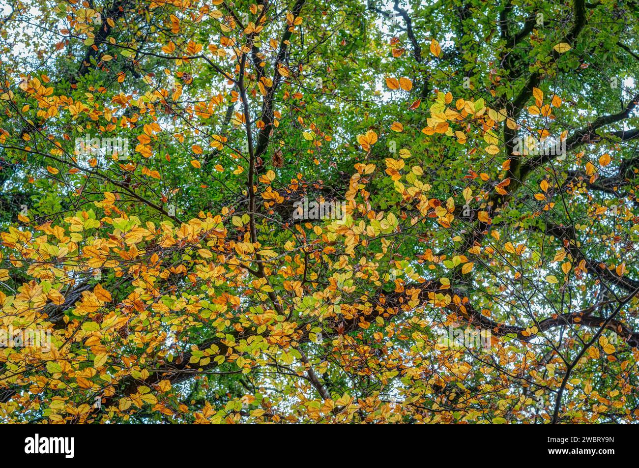 Des signes de couleur d'automne regardant jusqu'à cette magnifique canopée d'arbre, encore un fond vert frais de feuilles agissant comme une feuille d'aluminium au jaune et brun. Banque D'Images