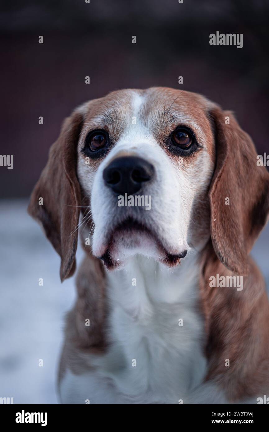 Beagle, chien, le meilleur ami de l'homme Banque D'Images