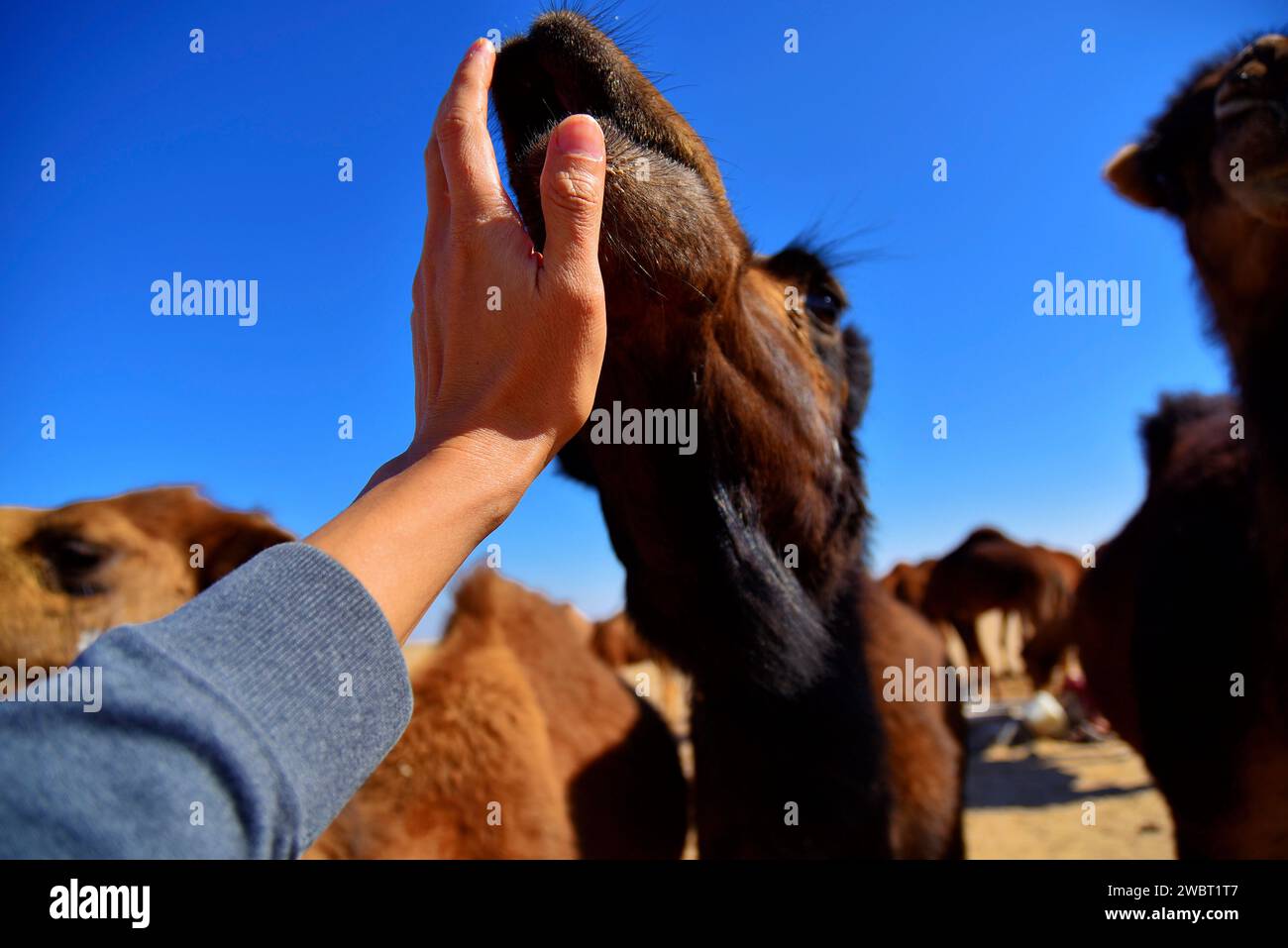 Rencontre rapprochée avec une caravane de chameaux sauvages dans le désert de Maranjab, Aran o Bidgol, province d'Ispahan, ne de Kashan, Iran. Tapoter un chameau. Banque D'Images