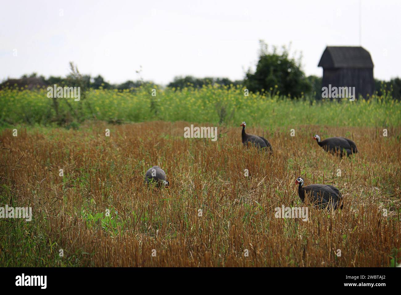 Un groupe d'oiseaux dindes dans une grange. Banque D'Images