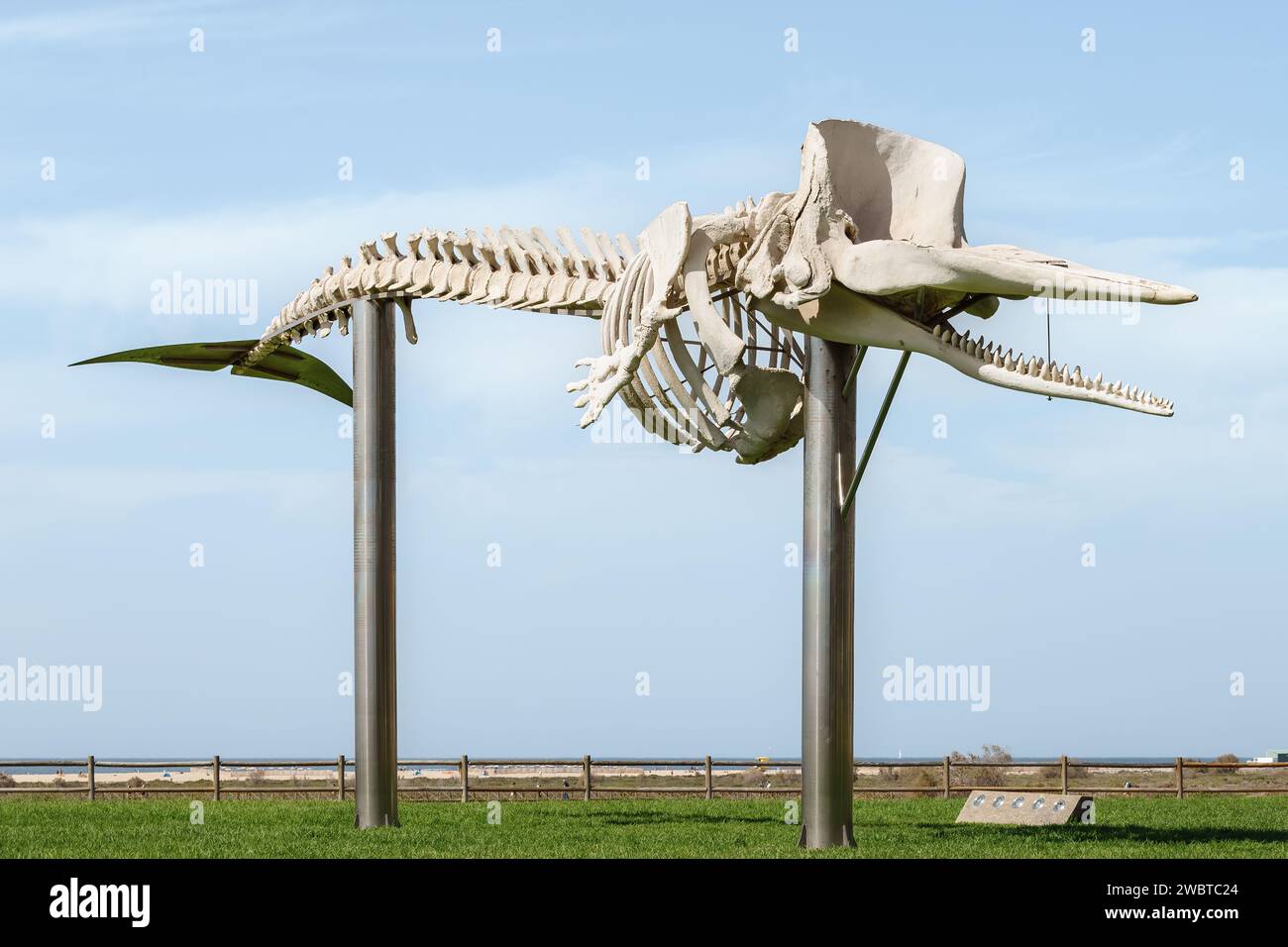 Squelette d'une baleine à sperme. Musée en plein air du squelette naturel de baleine près du phare de Morro Jable, Jandía, Fuerteventura, Îles Canaries, Espagne. Banque D'Images