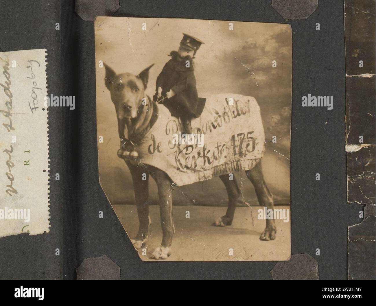 Portrait avec un chien avec pop et texte publicitaire du médecin marionnette, anonyme, 1930 - 1940 photographie cette photo fait partie d'un album. support photographique pour chien imprimé argentique à la gélatine. publicité. poupées pour adultes Banque D'Images