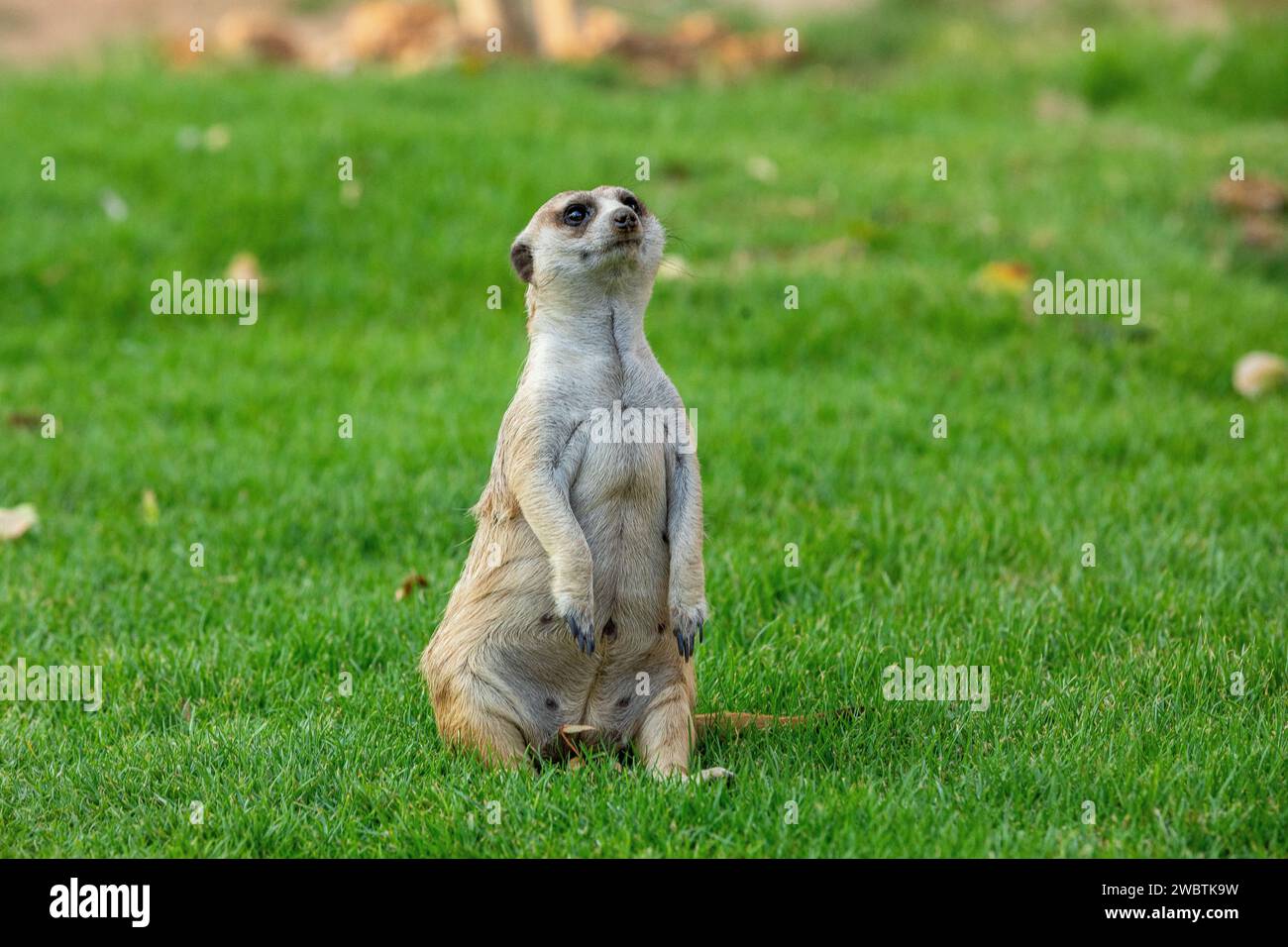 Un mignon suricate ou suricata (Suricata suricatta) frappe une pose caractéristique. Banque D'Images