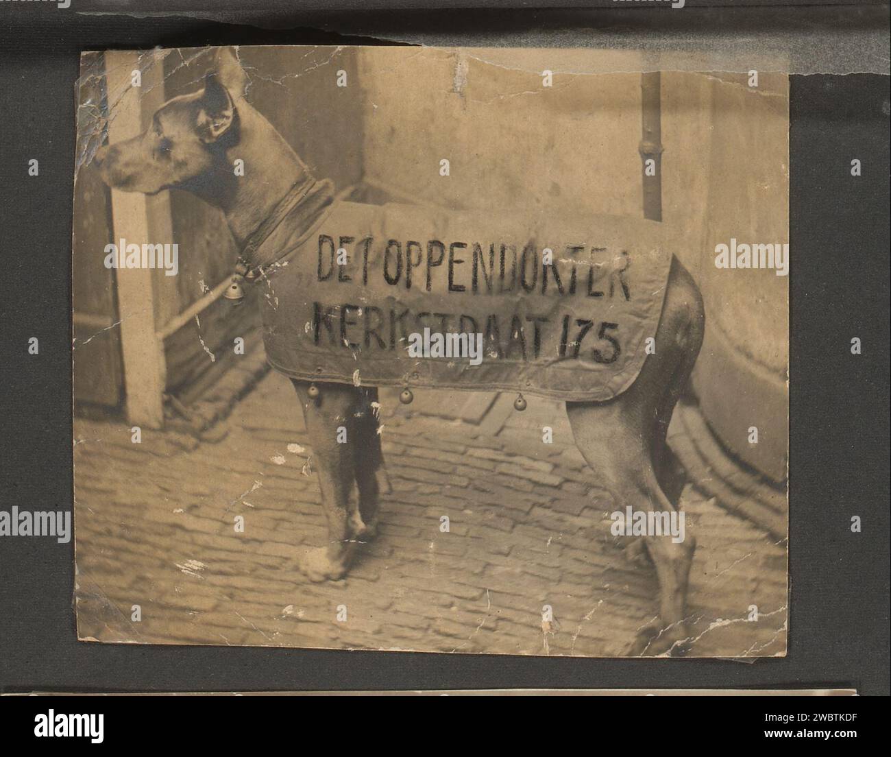 Chien avec texte publicitaire du médecin marionnette, Anonyme, 1930 - 1940 photographie cette photo fait partie d'un album. support photographique gélatine argent tirage / écriture (procédés) chien. publicité Banque D'Images