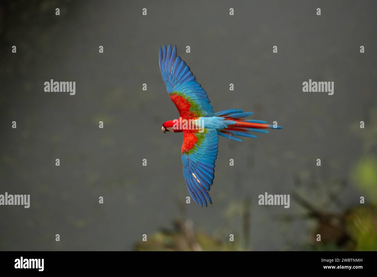 Macas rouge et vert volant (Ara chloropterus) dans le centre du Brésil Banque D'Images