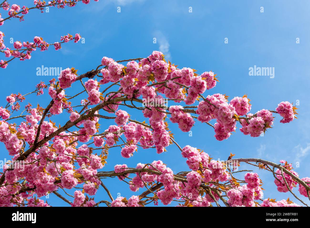 Branche de cerisier rose en fleur sur fond de ciel bleu, fleur de cerisier au printemps, saison hanami au Japon Banque D'Images