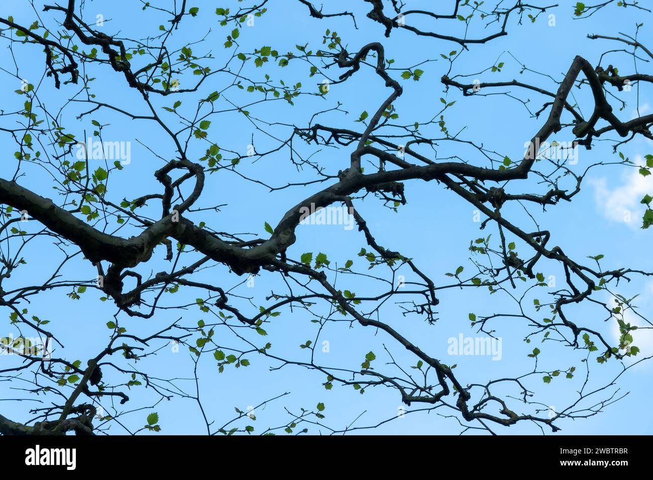 Branches d'arbre tordues avec des feuilles au printemps sur fond de ciel bleu Banque D'Images