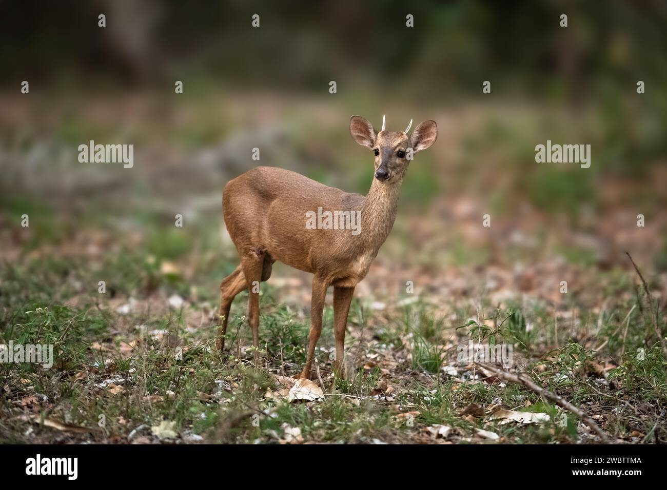 Un cerf de Borcket gris (Mazama gouazoubira) dans le Pantanal du Brésil Banque D'Images