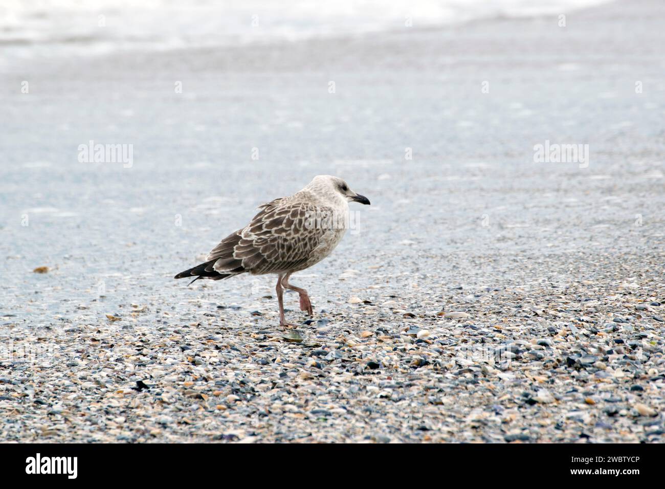 Un jeune oiseau debout sur le rivage sablonneux de la mer Noire. Les goélands argentés mettent quatre ans à atteindre le plumage adulte et sont des oiseaux à longue durée de vie, 49 ans. Banque D'Images