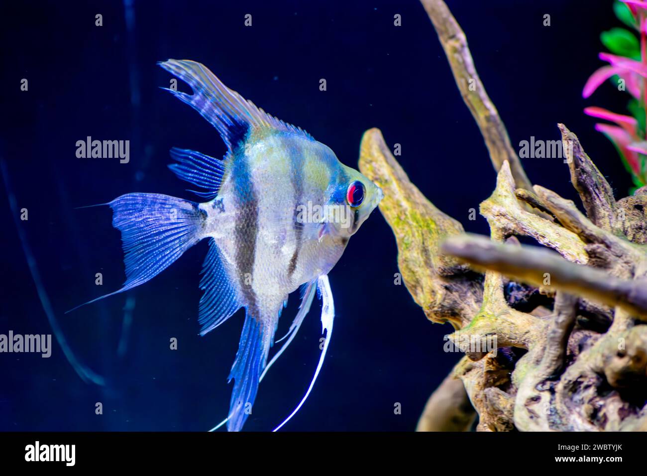 Gros plan d'un poisson d'aquarium ornemental Scalaria ou angelfish Pterophyllum escalare Banque D'Images