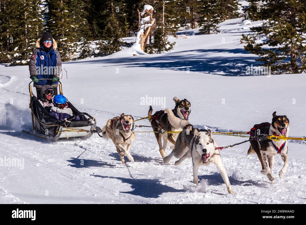 Femme musher ; père et deux enfants passagers ; équipe de traîneaux à chiens voyageant près de Monarch Pass ; montagnes Rocheuses ; Colorado central ; États-Unis Banque D'Images